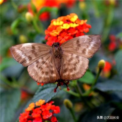 异兽魔天记游戏下载